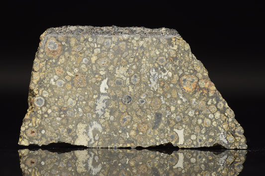 Slice of NWA 14004 CV3 meteorite weighing 6.60 grams, showing its dark, textured interior with mineral inclusions.