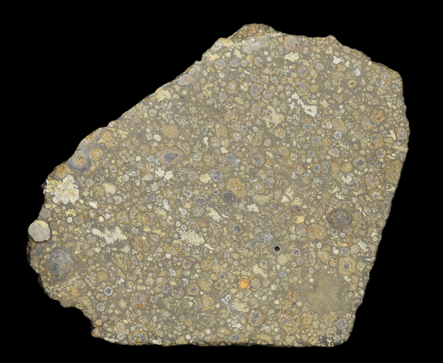 NWA 14004 CV3 meteorite slice weighing 25.55 grams, featuring a dark, textured surface with metallic inclusions.