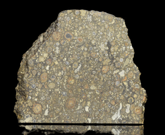 NWA 14004 CV3 meteorite slice weighing 21.49 grams, showcasing its dark, textured rock surface with metallic inclusions.