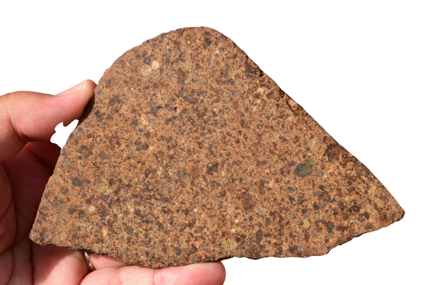 NWA 17490 LL4 chondrite meteorite slice held in hand for scale – 195g rare ordinary chondrite for sale