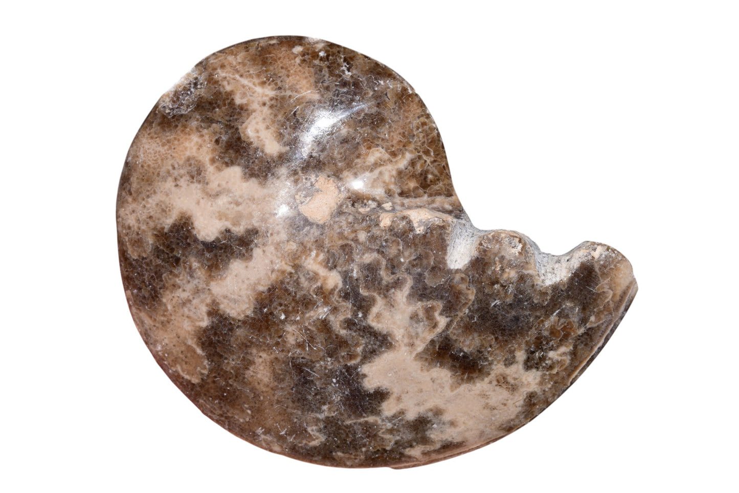 Polished Jurassic Ammonite Fossil from Jbel Bou Dahar, Eastern High Atlas, Morocco