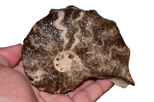 Mammites nodosoides ammonite face view showing central umbilicus, Upper Cretaceous fossil from Goulmima Morocco