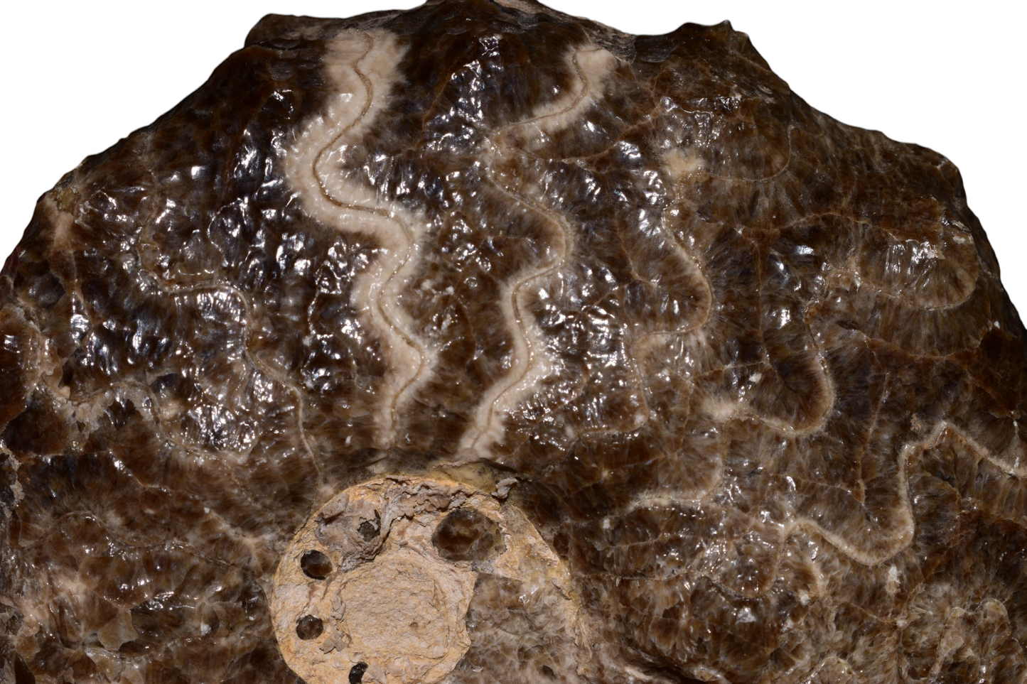 Close-up detail of Mammites nodosoides ammonite suture patterns and nodose ribbing, 89 million year old Cretaceous fossil