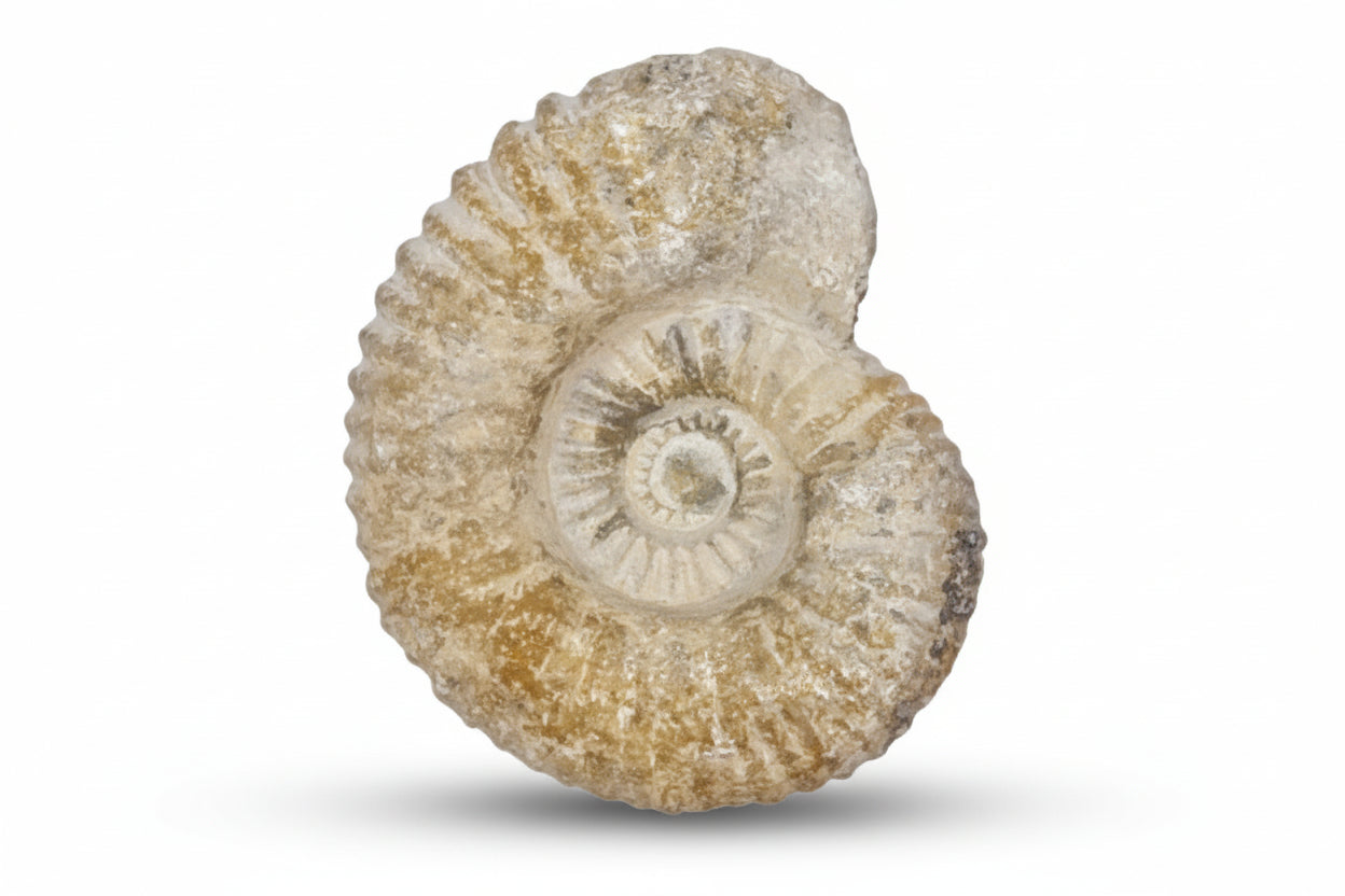 Fossils
