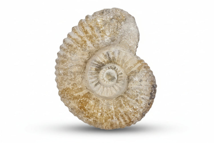 Fossils
