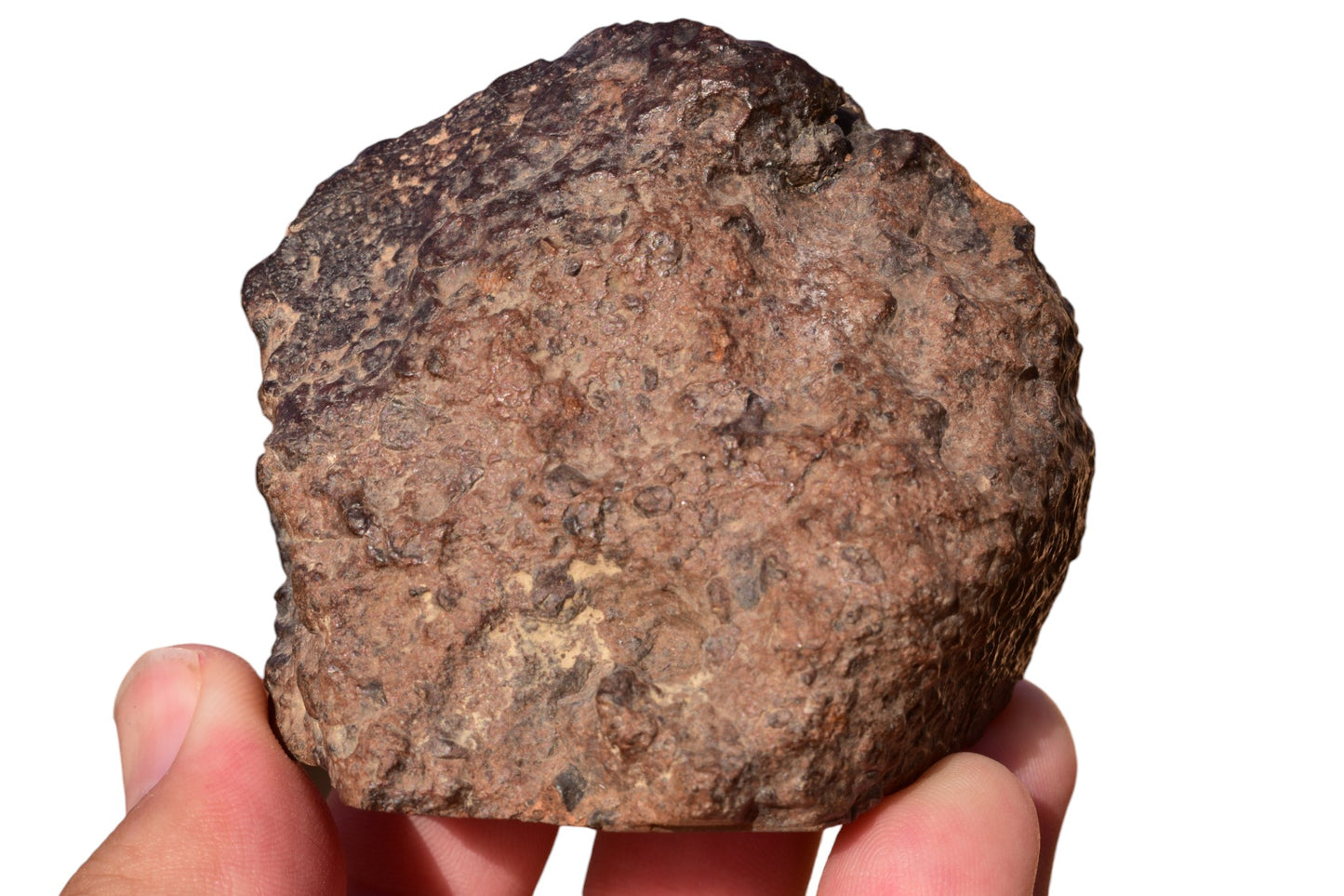 NWA 15408 rare LL7 ordinary chondrite meteorite – side view showing partial fusion crust and granoblastic texture