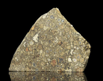 NWA 14004 CV3 meteorite slice weighing 6.10 grams, showcasing its dark, textured surface and natural extraterrestrial features.