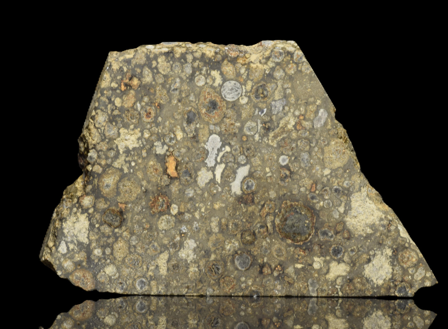 NWA 14004 CV3 meteorite slice weighing 6.59 grams, showing a dark, textured surface with mineral inclusions, from Buy Meteorite, LLC.
