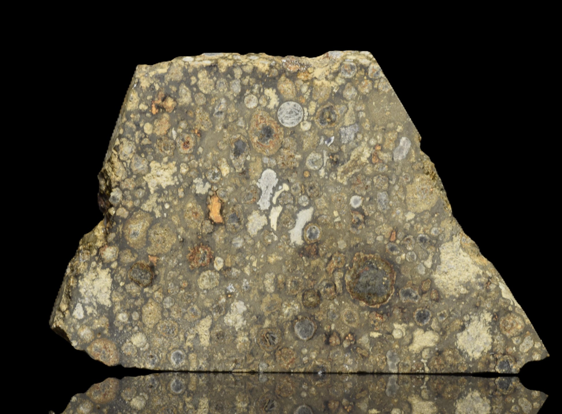 NWA 14004 CV3 meteorite slice weighing 6.59 grams, showing a dark, textured surface with mineral inclusions, from Buy Meteorite, LLC.