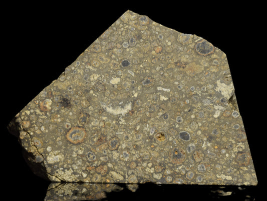NWA 14004 CV3 meteorite slice showing metallic and fusion crust surface, 14.35 grams, with a dark, textured appearance.