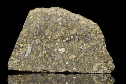 NWA 14004 CV3 meteorite slice weighing 8.48 grams, showcasing its dark, textured surface with mineral inclusions.