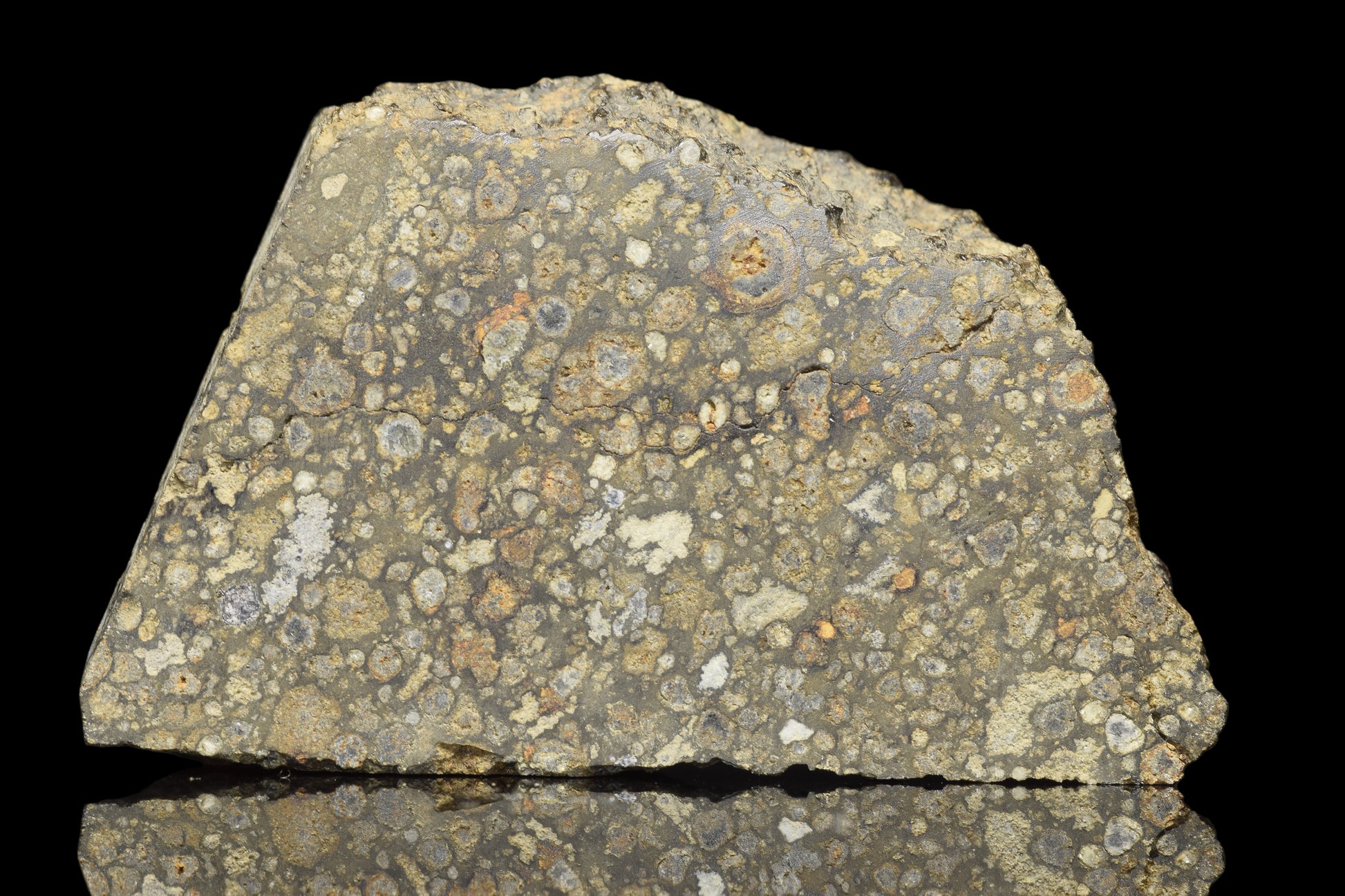 NWA 14004 CV3 meteorite slice weighing 8.48 grams, showcasing metallic and mineral textures, from Buy Meteorite, LLC.