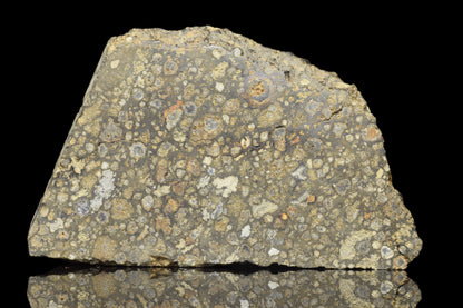 NWA 14004 CV3 meteorite slice weighing 8.48 grams, showcasing metallic and mineral textures, from Buy Meteorite, LLC.