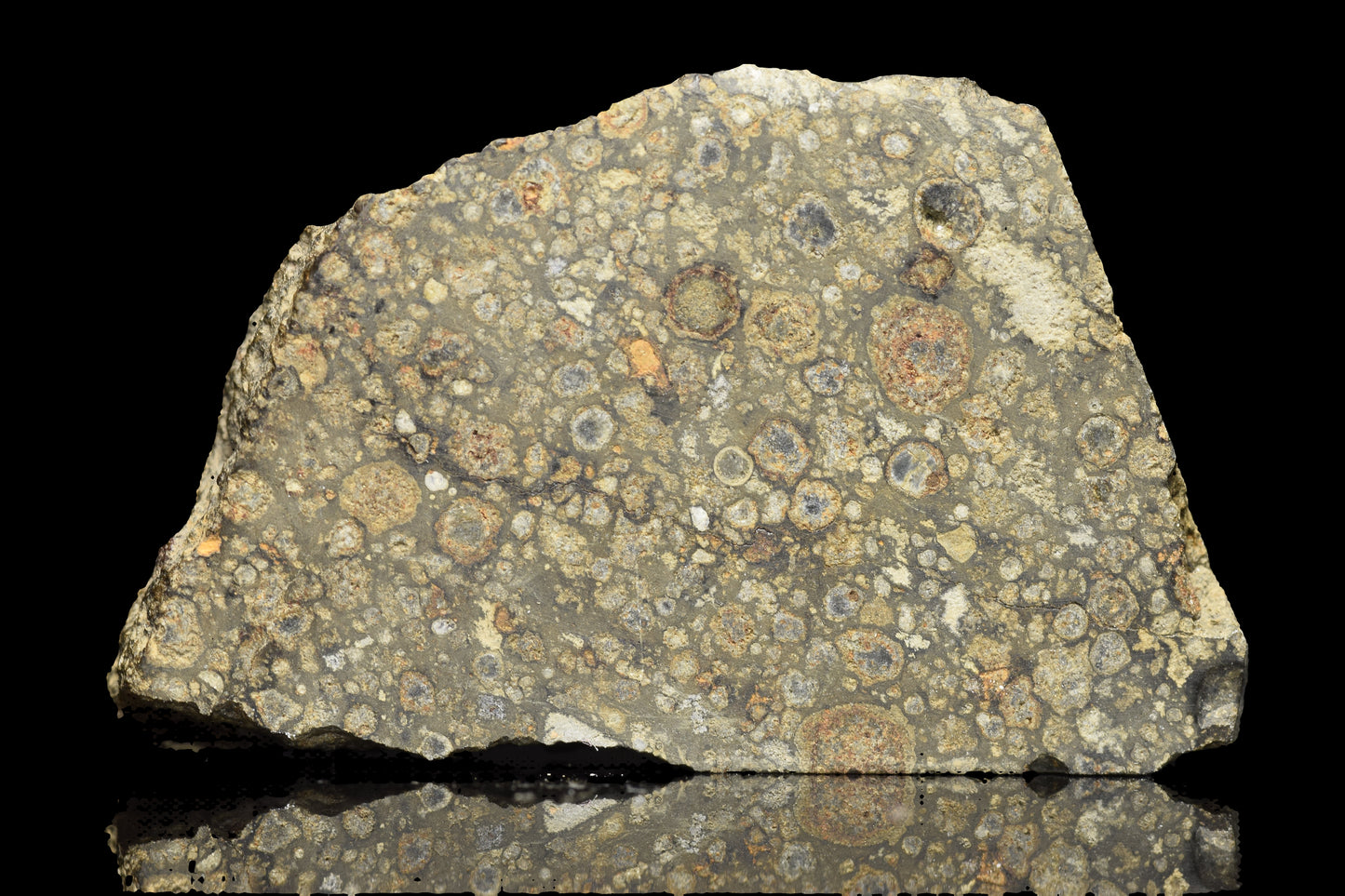 NWA 14004 CV3 meteorite slice, 8.48 grams, showing dark fusion crust and metallic mineral interior, from Buy Meteorite, LLC.