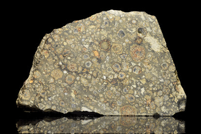 NWA 14004 CV3 meteorite slice, 8.48 grams, showing dark fusion crust and metallic mineral interior, from Buy Meteorite, LLC.