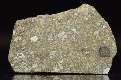 NWA 14004 CV3 meteorite slice weighing 11.92 grams, showing metallic and mineral textures, from Buy Meteorite, LLC.