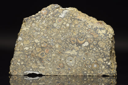Close-up of NWA 14004 CV3 meteorite slice weighing 17.21 grams, showcasing its dark, textured surface and mineral details.