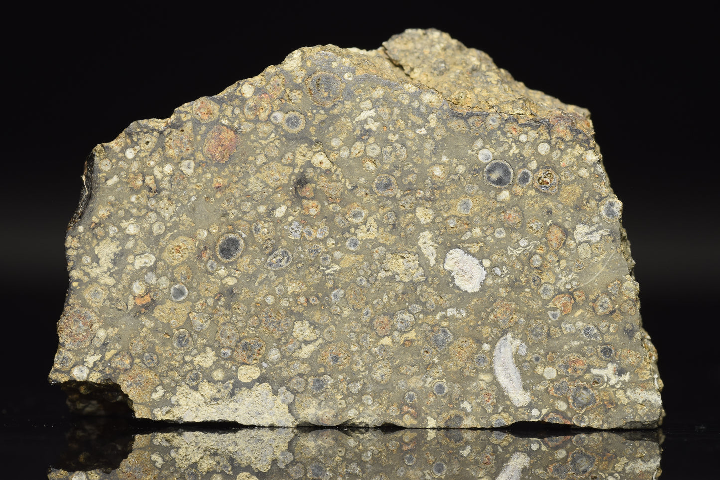 Slice of NWA 14004 CV3 meteorite weighing 17.21 grams, showcasing its metallic and mineral-rich interior.