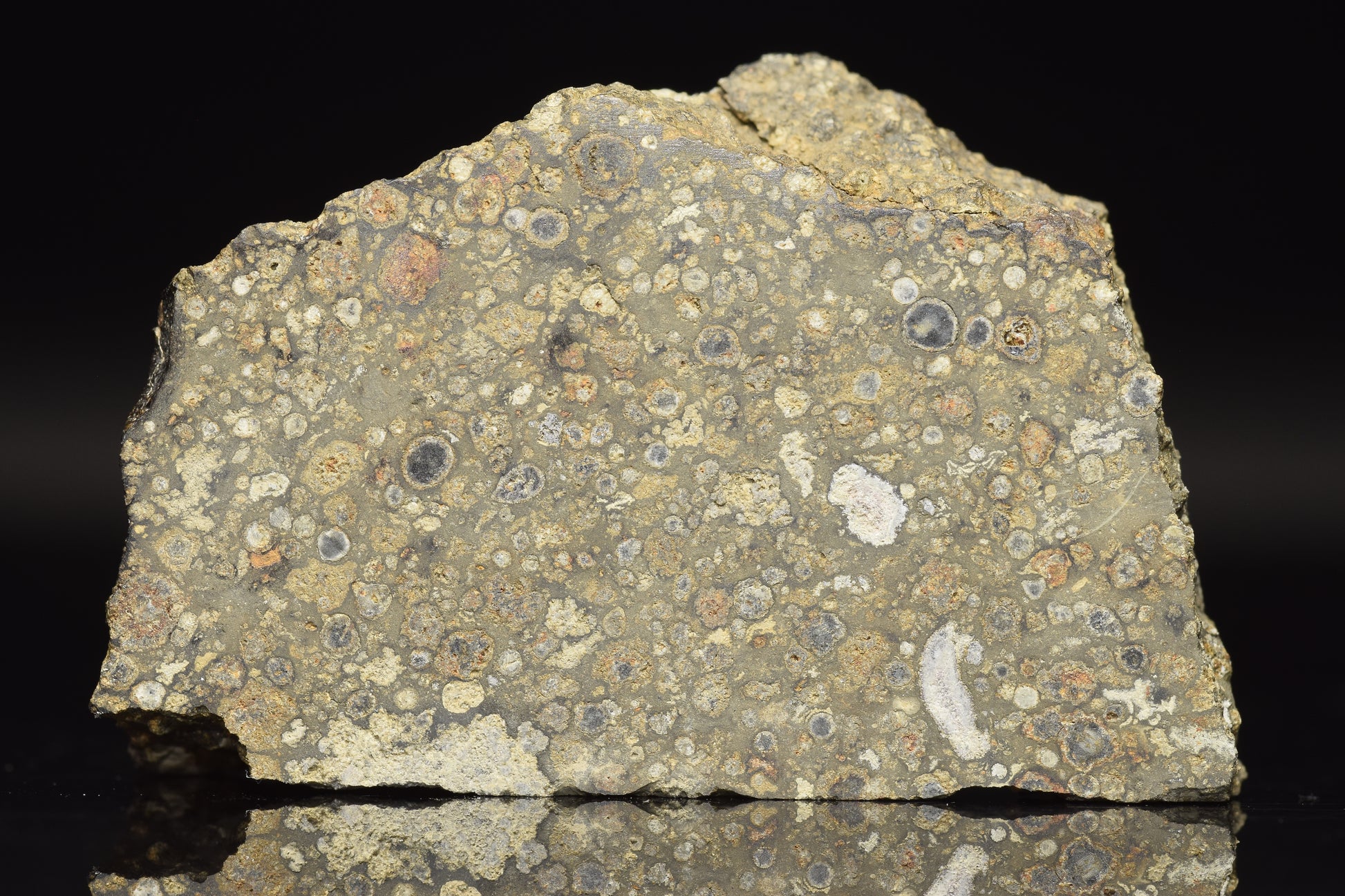 Close-up of NWA 14004 CV3 meteorite slice weighing 17.21 grams, showing its dark, textured surface and mineral details.