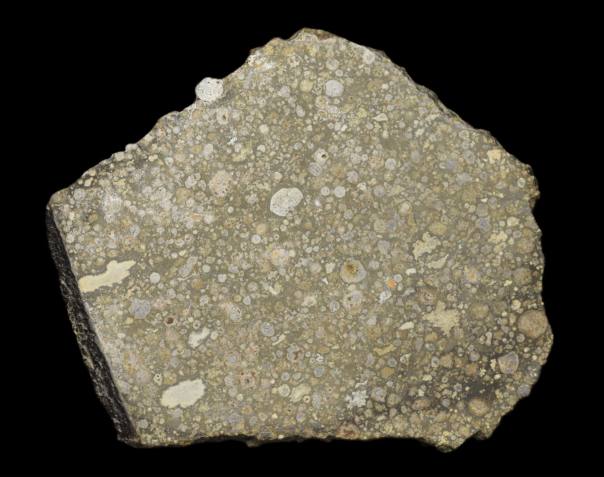 Slice of NWA 14004 CV3 meteorite chondrite with a dark fusion crust and visible mineral inclusions, weighing 29.42 grams.