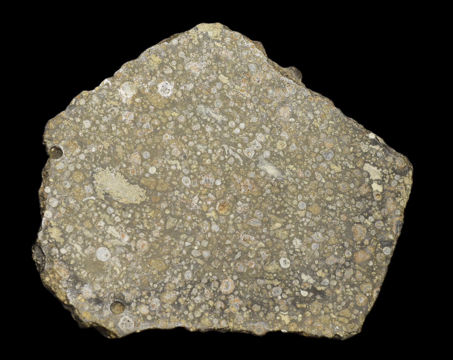 Slice of NWA 14004 CV3 meteorite chondrite weighing 29.42 grams, showing metallic and rocky textures, from Buy Meteorite, LLC.