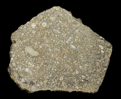 NWA 14004 CV3 meteorite slice showing dark, textured surface with metallic and mineral inclusions, from Buy Meteorite, LLC.