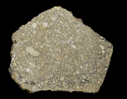 Slice of NWA 14004 CV3 meteorite chondrite with a textured, metallic surface, weighing 29.42 grams, from Buy Meteorite, LLC.