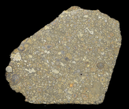 Close-up of NWA 14004 CV3 meteorite slice weighing 25.55 grams, showcasing its metallic and mineral-rich surface details.
