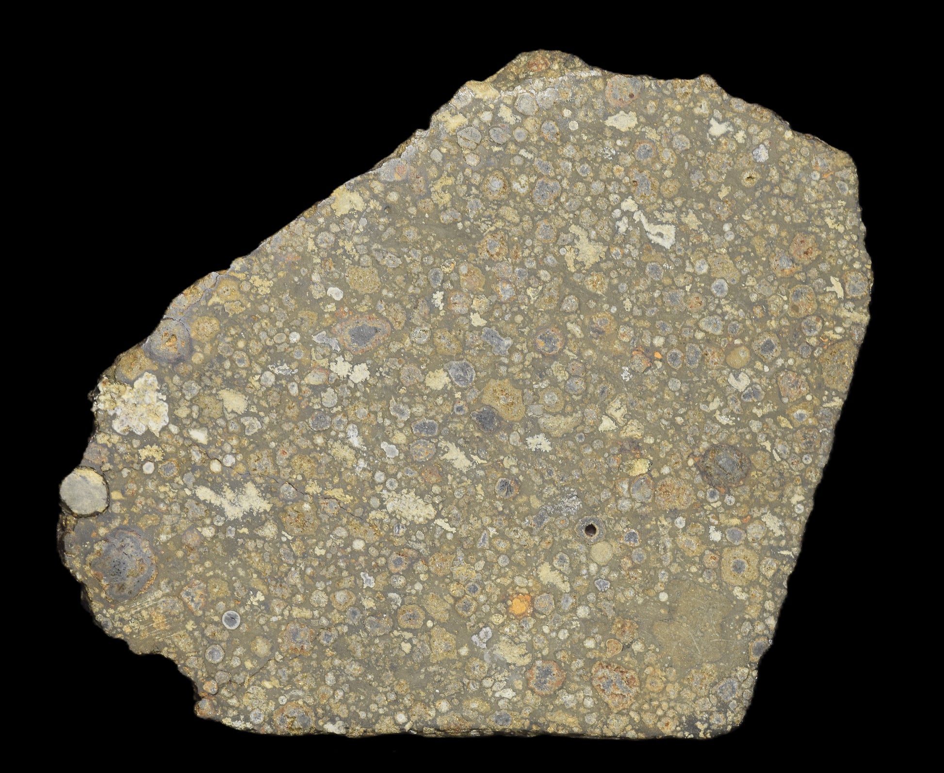 NWA 14004 CV3 meteorite slice weighing 25.55 grams, featuring a dark, textured surface with metallic inclusions.