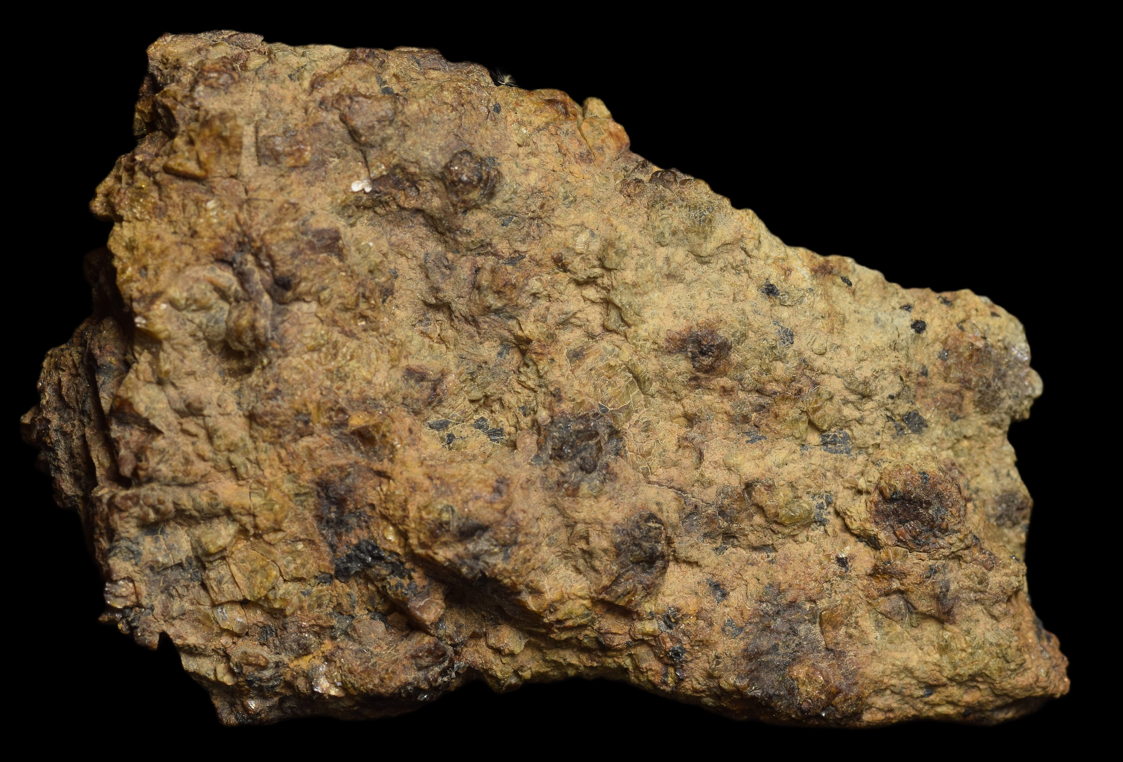 NWA 13692 Diogenite 33.89 G
