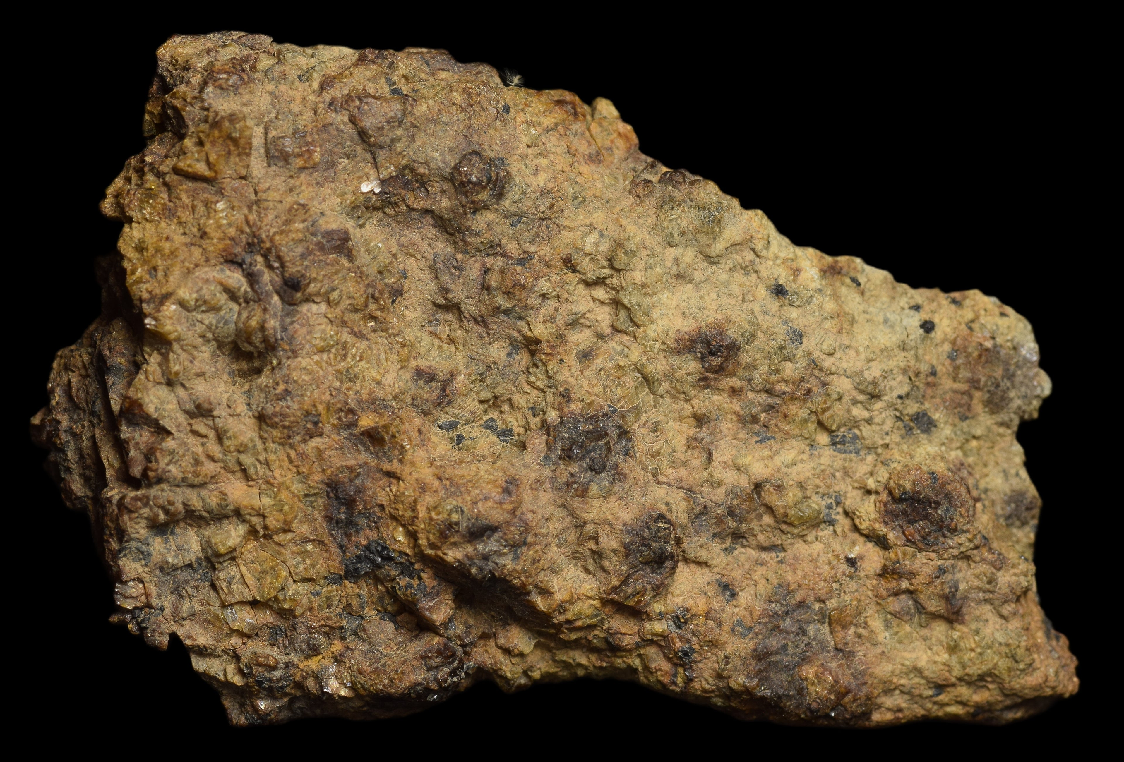 NWA 13692 Diogenite 33.89 G