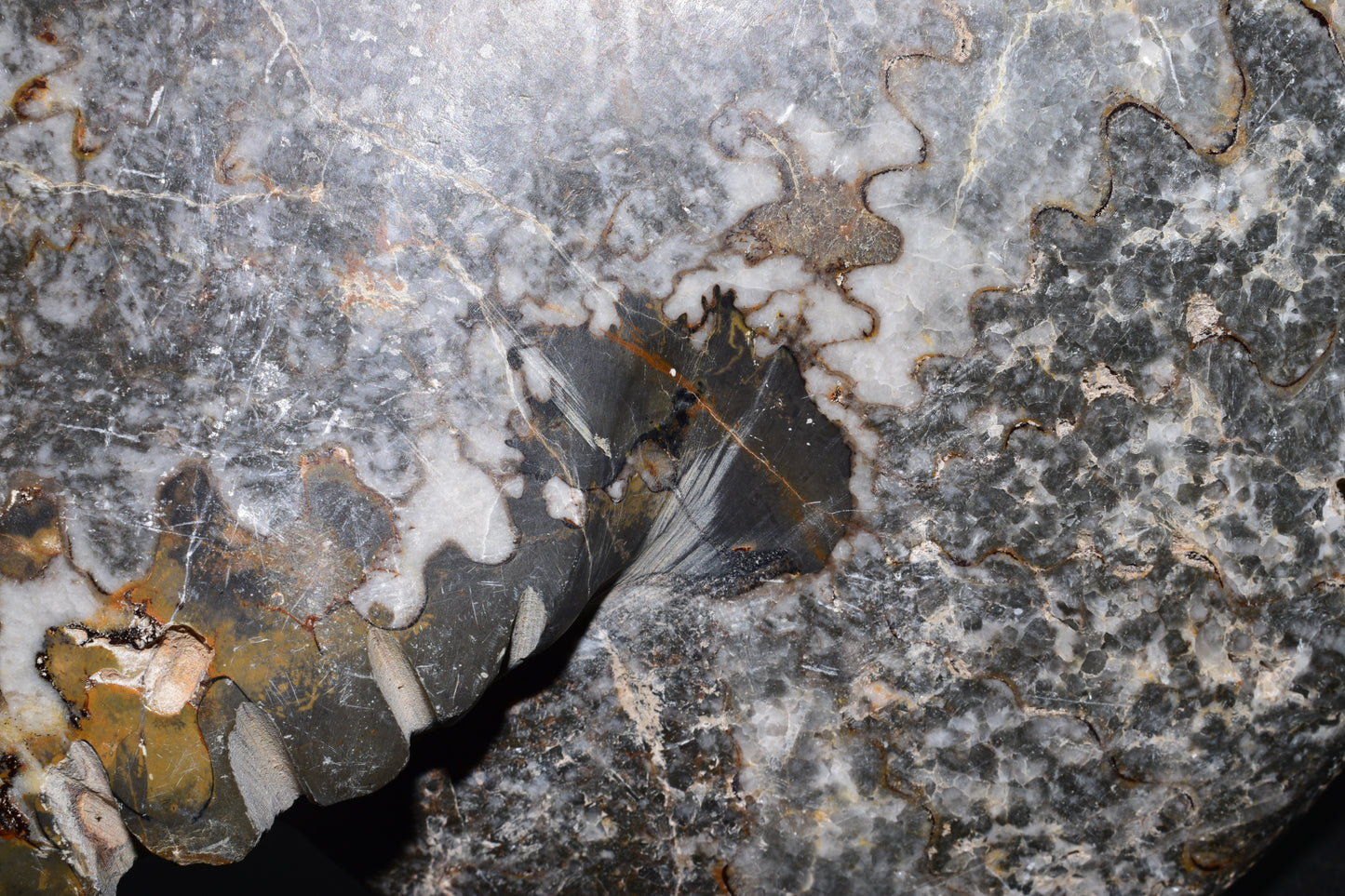 Polished Jurassic Ammonite Fossil from Jbel Bou Dahar, Eastern High Atlas, Morocco
