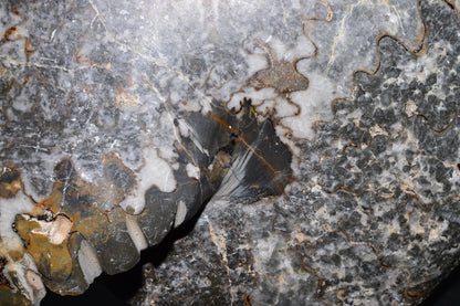 Polished Jurassic Ammonite Fossil from Jbel Bou Dahar, Eastern High Atlas, Morocco