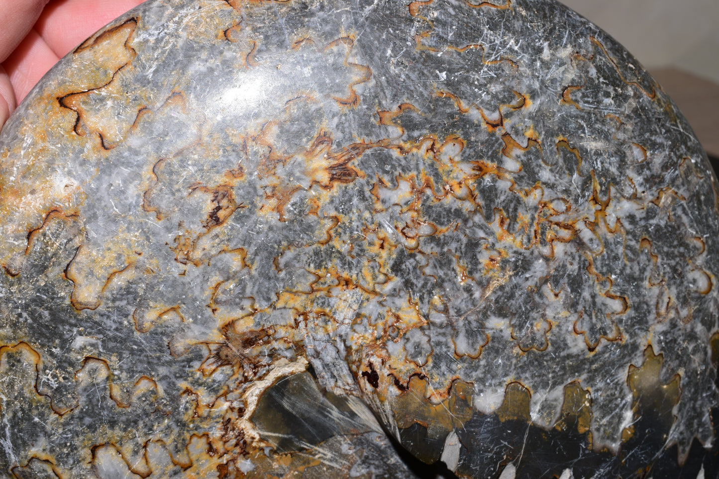 Polished Jurassic Ammonite Fossil from Jbel Bou Dahar, Eastern High Atlas, Morocco