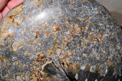 Polished Jurassic Ammonite Fossil from Jbel Bou Dahar, Eastern High Atlas, Morocco
