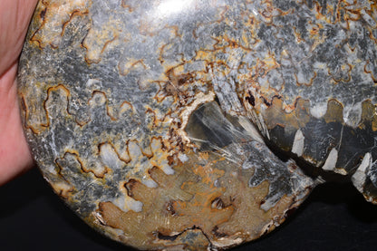 Polished Jurassic Ammonite Fossil from Jbel Bou Dahar, Eastern High Atlas, Morocco