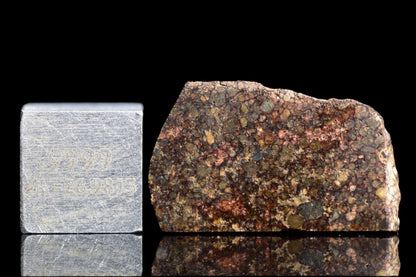 NWA 12341 L3 ordinary chondrite meteorite slice showing mineral textures and dark fusion crust, from Buy Meteorite, LLC.