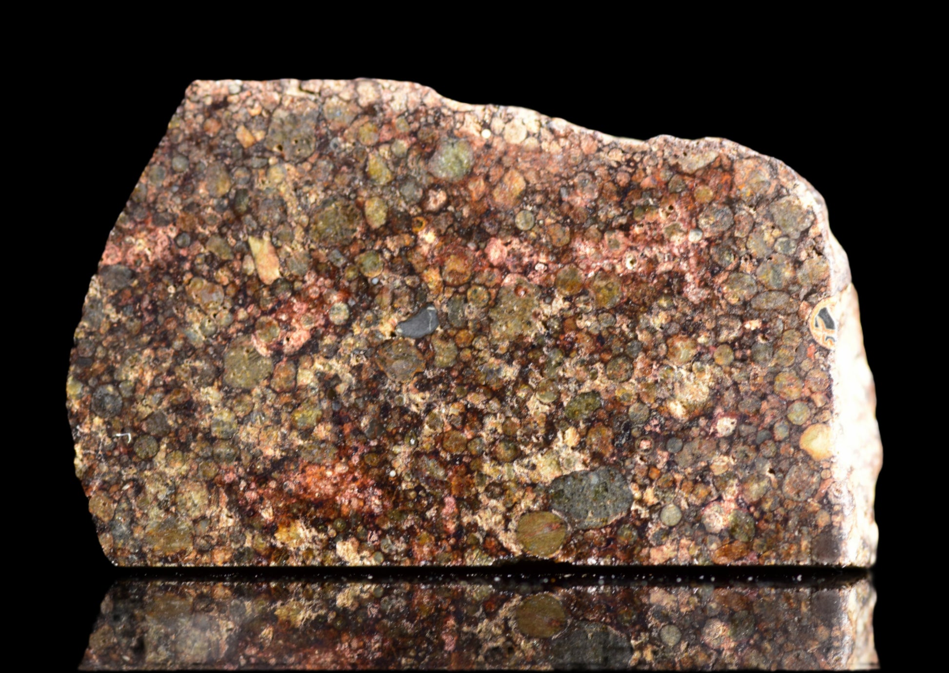 NWA 12341 L3 meteorite slice by Buy Meteorite, LLC, showing gray chondrite interior with mineral textures and fusion crust.