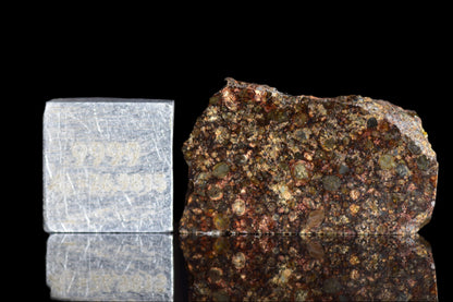 NWA 12341 L3 meteorite slice showing gray chondrite texture and mineral inclusions, from Buy Meteorite LLC.