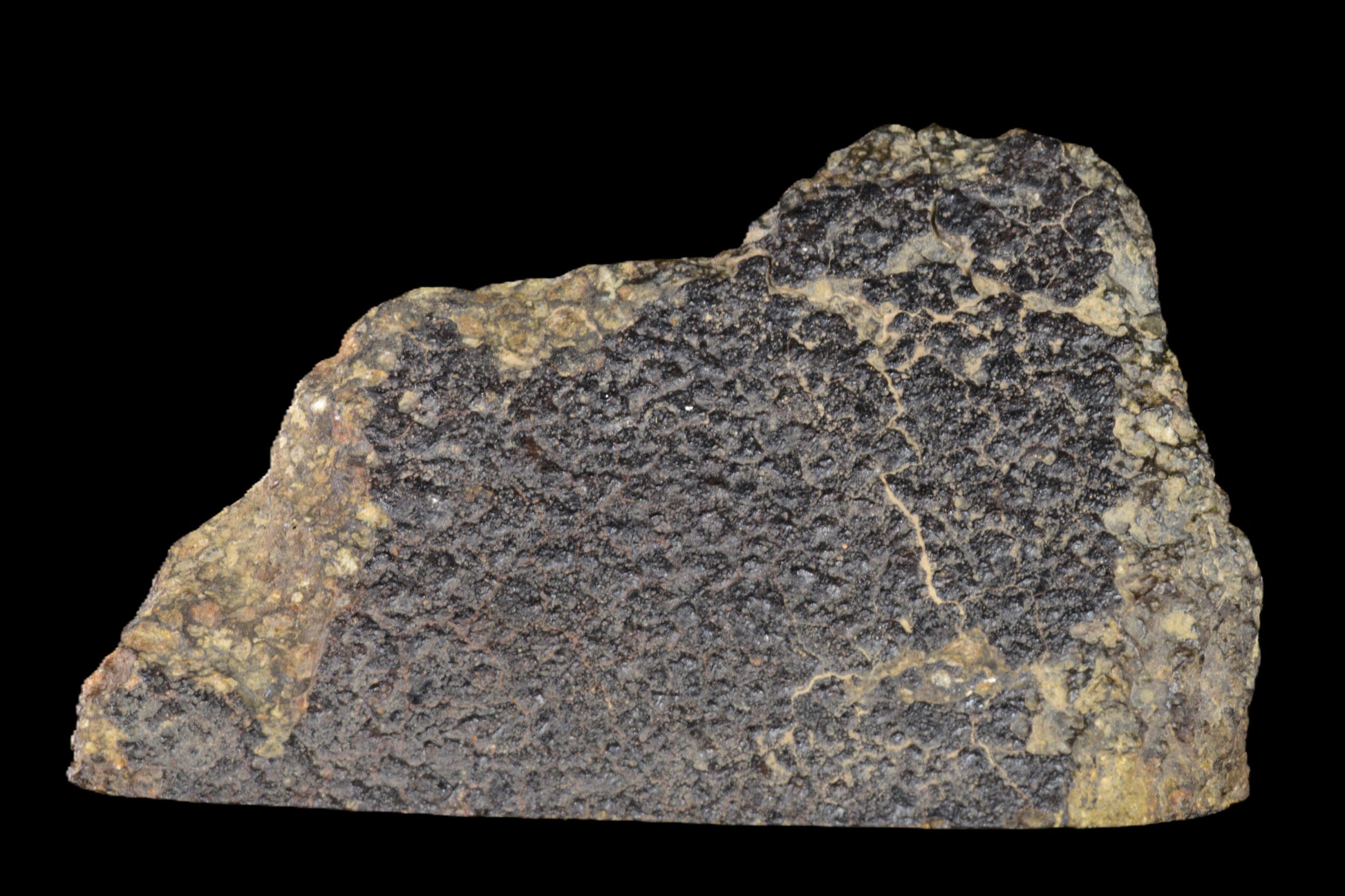 Close-up of NWA 14004 CV3 meteorite endcut showing dark fusion crust and metallic mineral interior, weighing 60.38 grams.