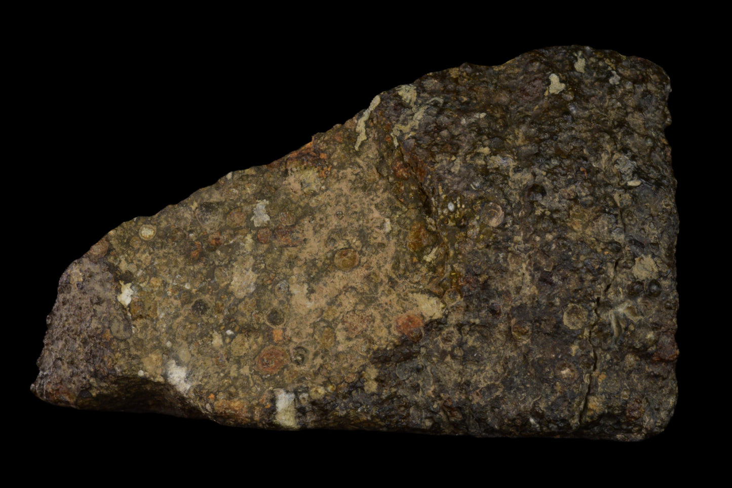 Close-up of NWA 14004 CV3 meteorite endcut, showing dark, textured surface and metallic mineral inclusions.