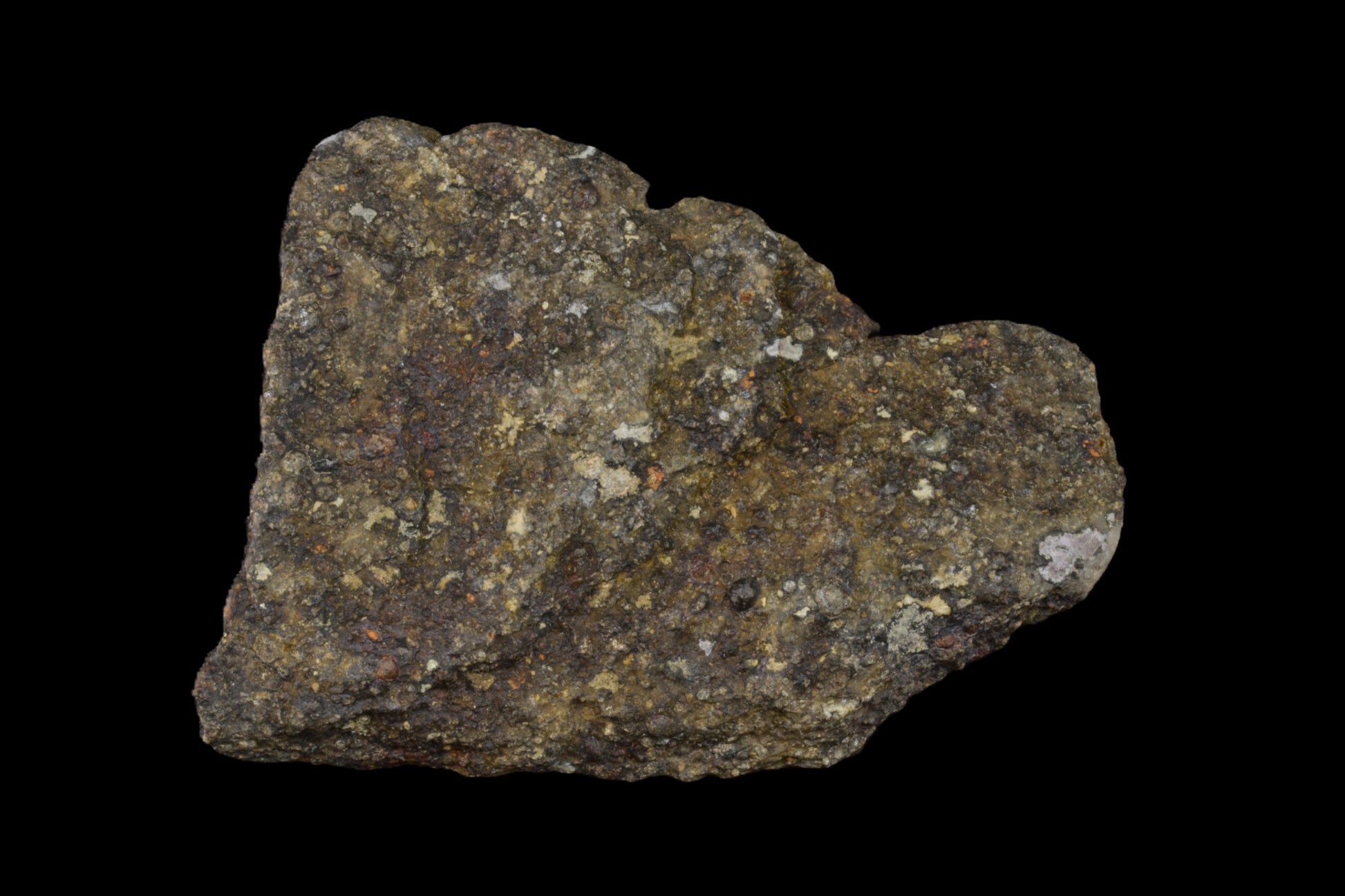 Fragment of NWA 14004 CV3 meteorite showing dark fusion crust and metallic interior, weighs 42.63 grams.