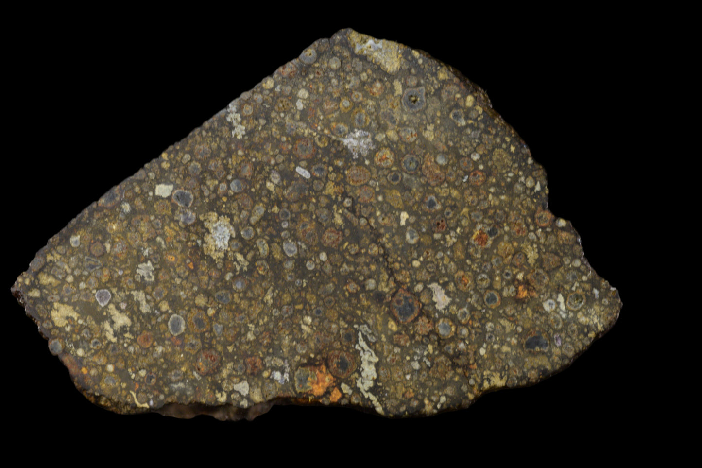 Fragment of NWA 14004 CV3 meteorite showing dark, rocky surface with mineral inclusions, weighing 42.63 grams.