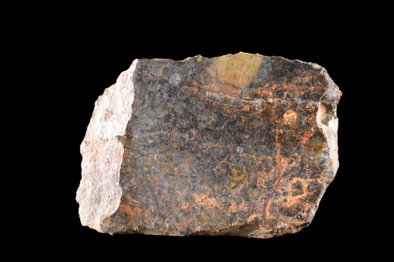 NWA 14224 LL3 meteorite slice weighing 1.57 grams, showing metallic and mineral textures on a dark matrix surface.