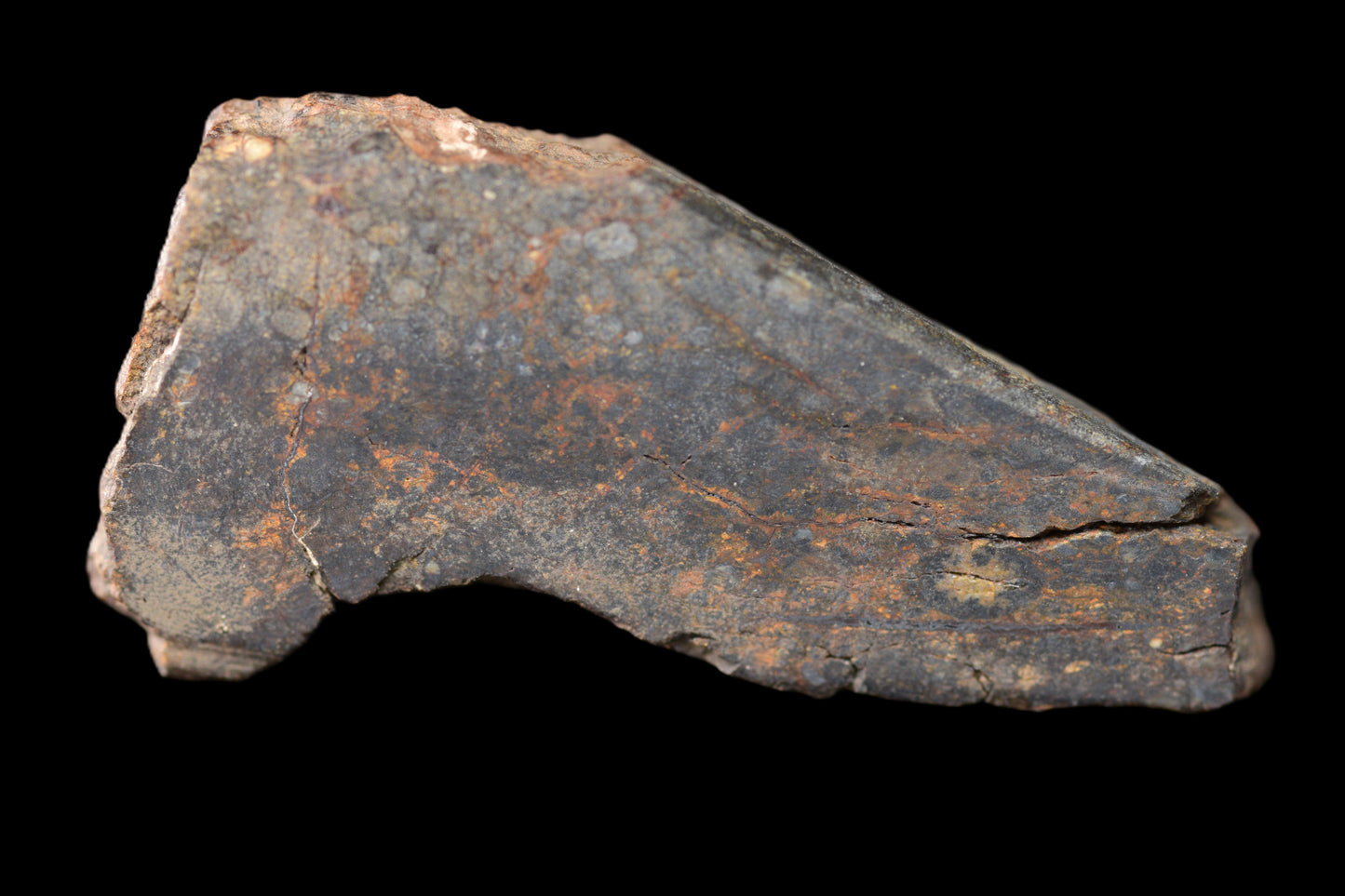 NWA 14224 LL3 meteorite slice from Buy Meteorite, LLC, showing dark fusion crust and metallic interior, weighing 5.95 grams.