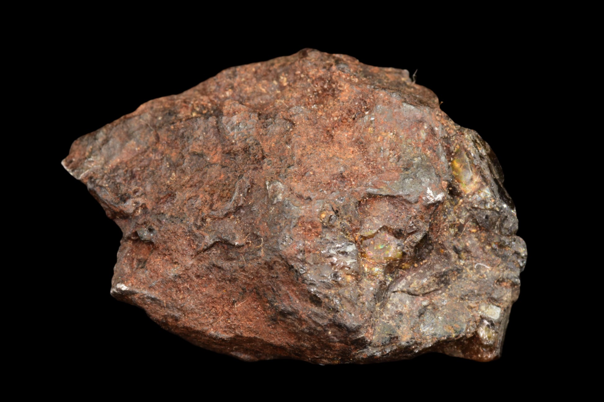 NWA 15971 Pallasite PMG 9.04 G.