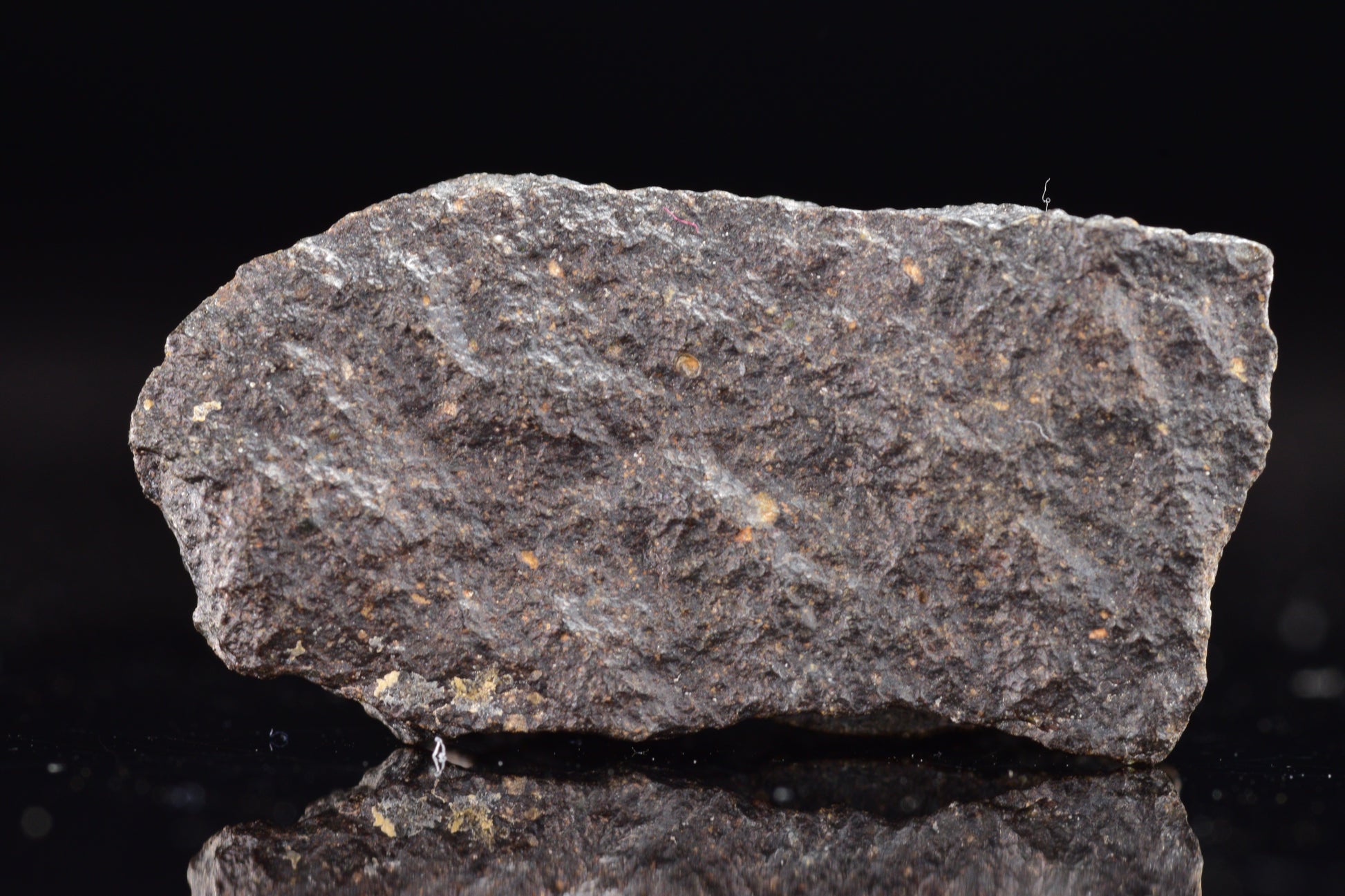 NWA 17489 (CO3.0) Carbonaceous Chondrite Meteorite