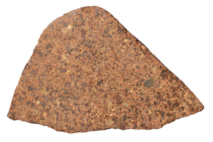 NWA 17490 LL4 ordinary chondrite meteorite slice – front face showing well-defined chondrules and FeNi metal grains
