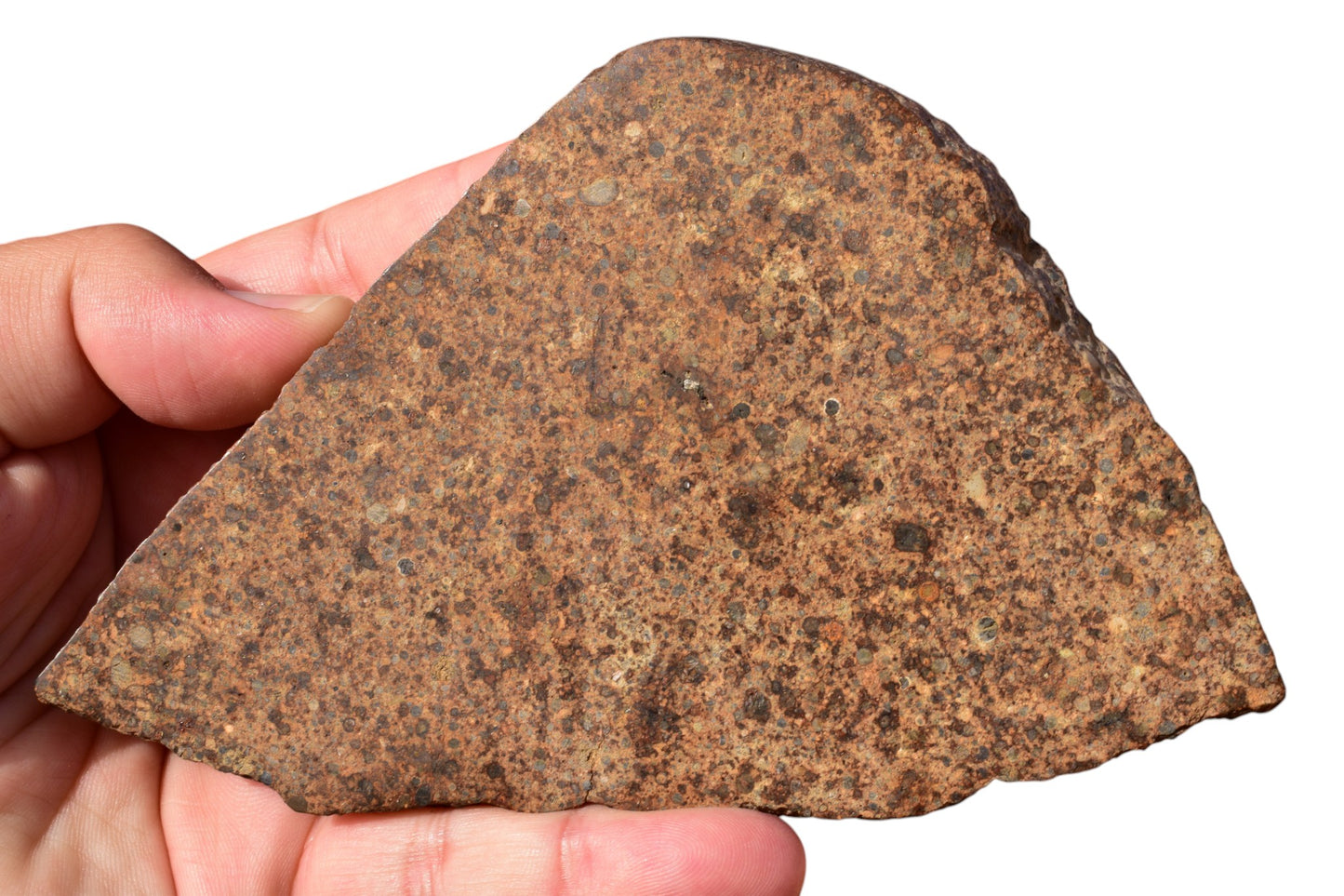 NWA 17490 meteorite slice reverse side – 142x93x9mm LL4 chondrite, MB 114 certified, Northwest Africa