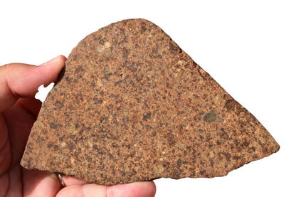 NWA 17490 LL4 chondrite meteorite slice held in hand for scale – 195g rare ordinary chondrite for sale